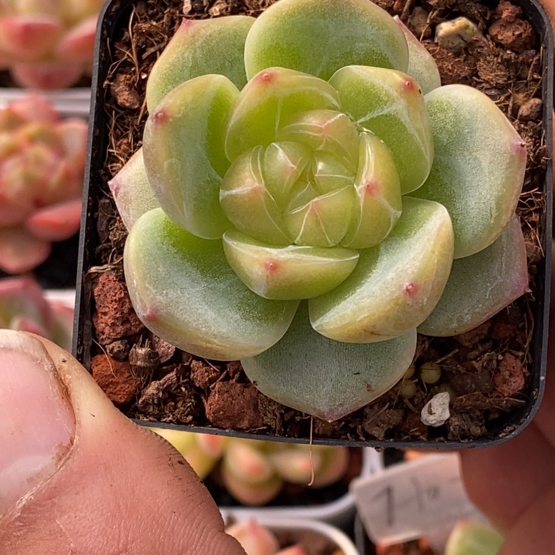 天官赐福百无禁忌