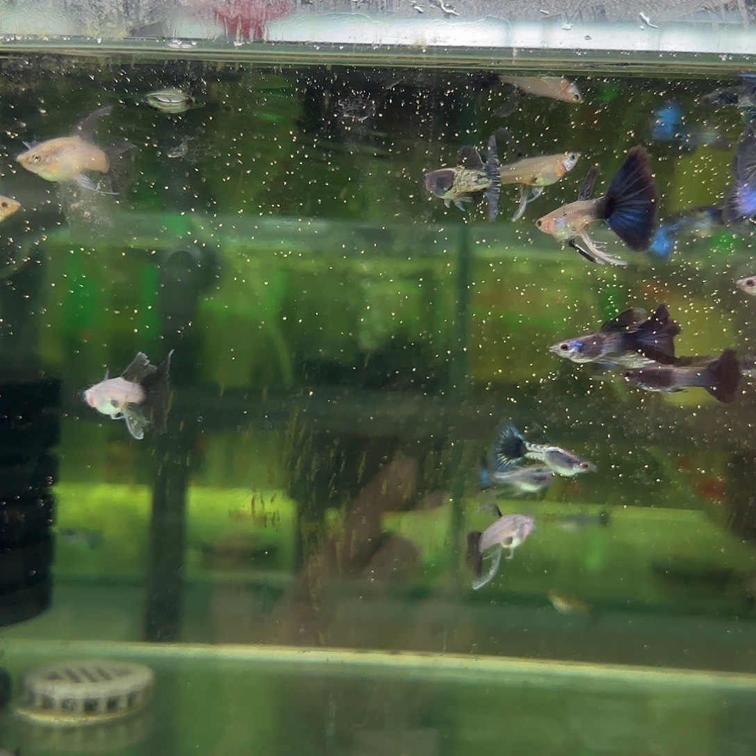 孔雀鱼蓝狮C压成10条随机