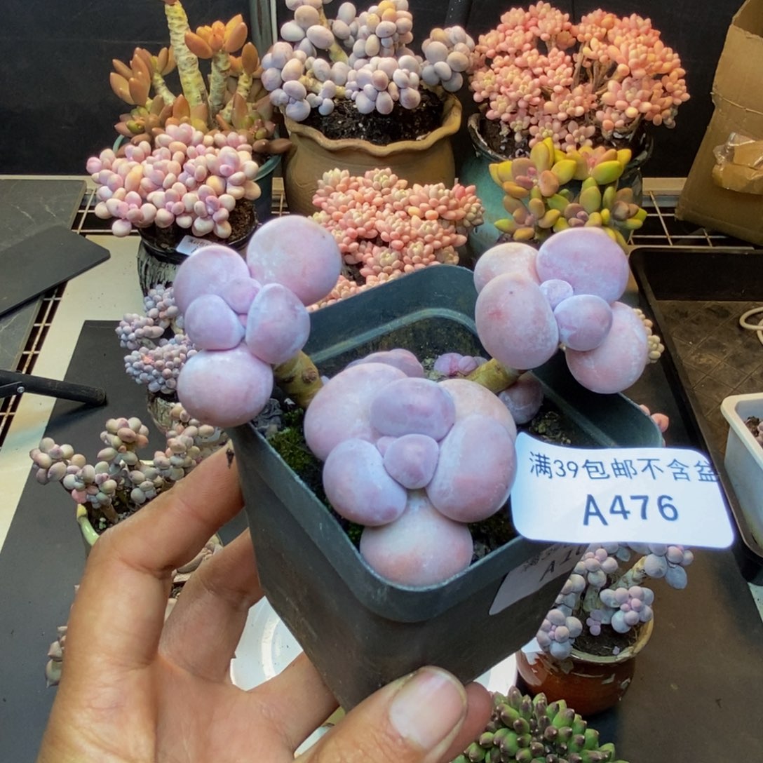 476芭比奶多肉7c m