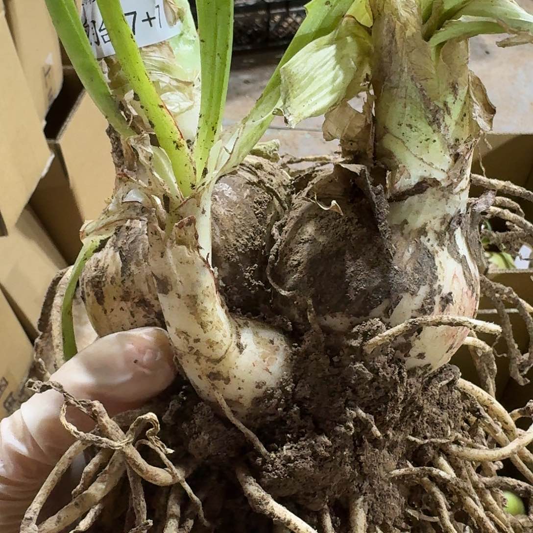 烟火双胞胎7+7闪购