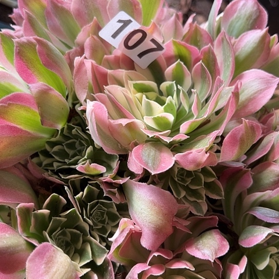 芳*多肉植物一个