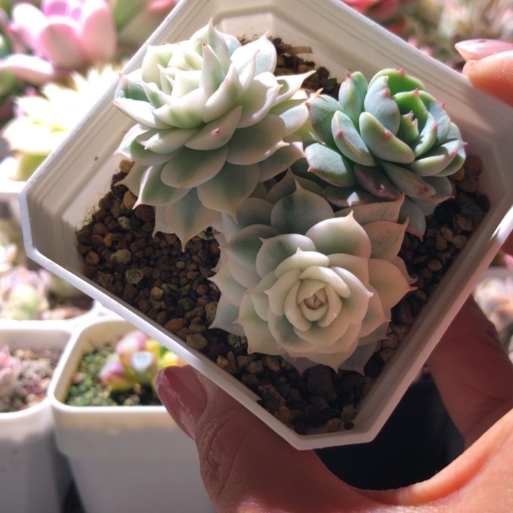 青岗锦双头覆轮锦有根