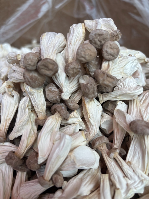 精品保玲菇炒菜煲汤食用农产品干货菌菇土特产