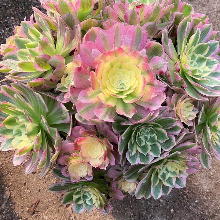 多肉植物海仙锦…………