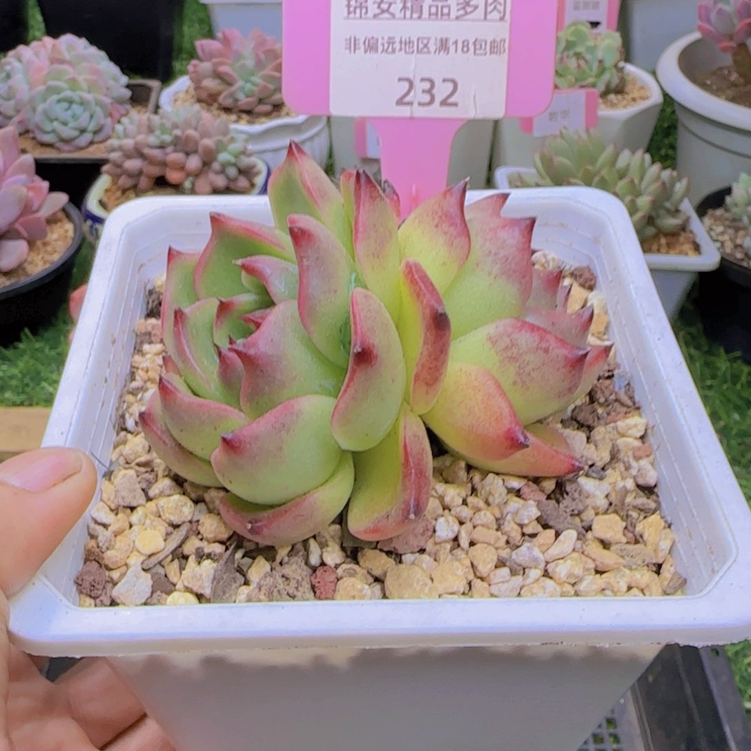 锦安精品多肉植物232