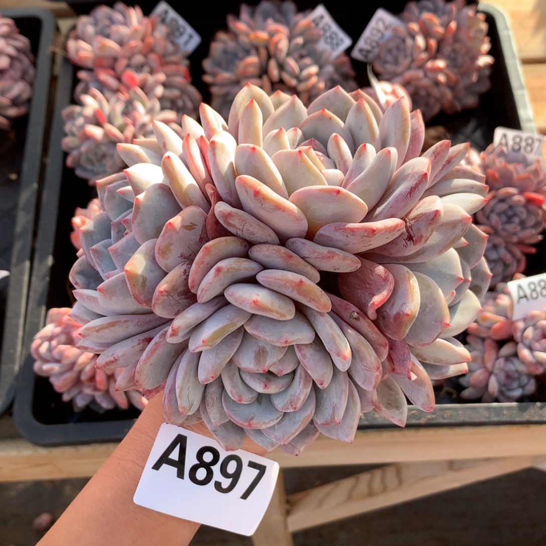 A897 橙梦露 粗腿老桩清仓