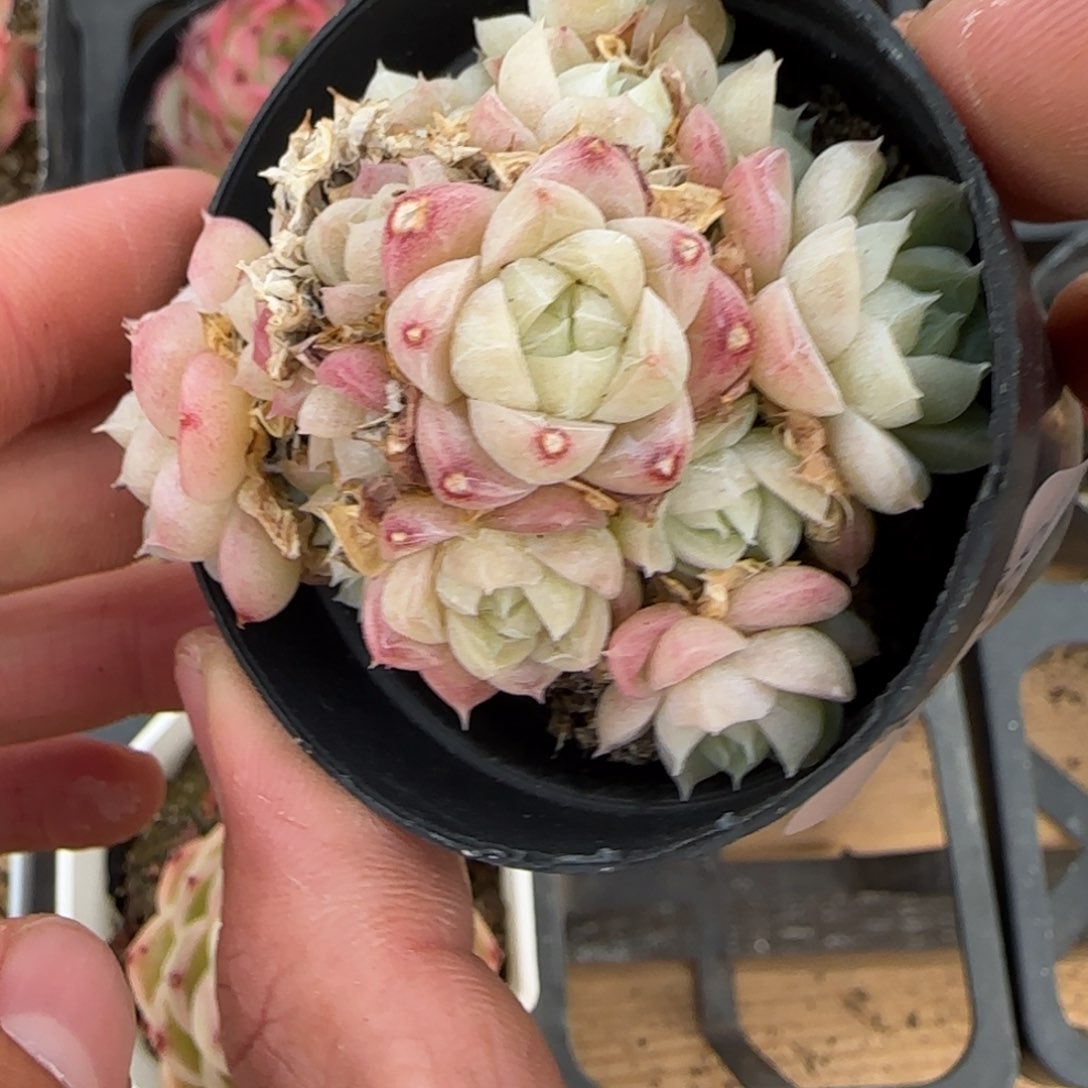 一物一拍麦秆珍妮07169