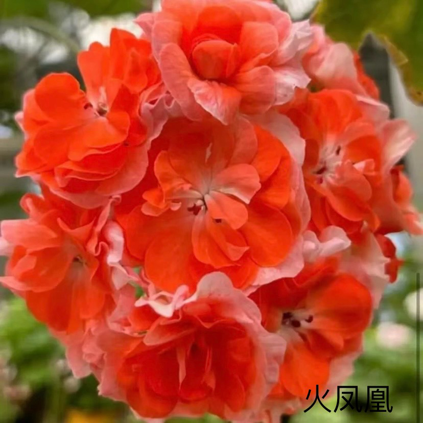 【火凤凰】（一盆包邮；拍三发四）