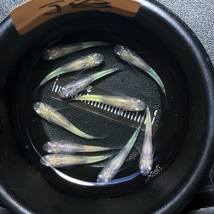 海水鱼观背起来萤火虫006