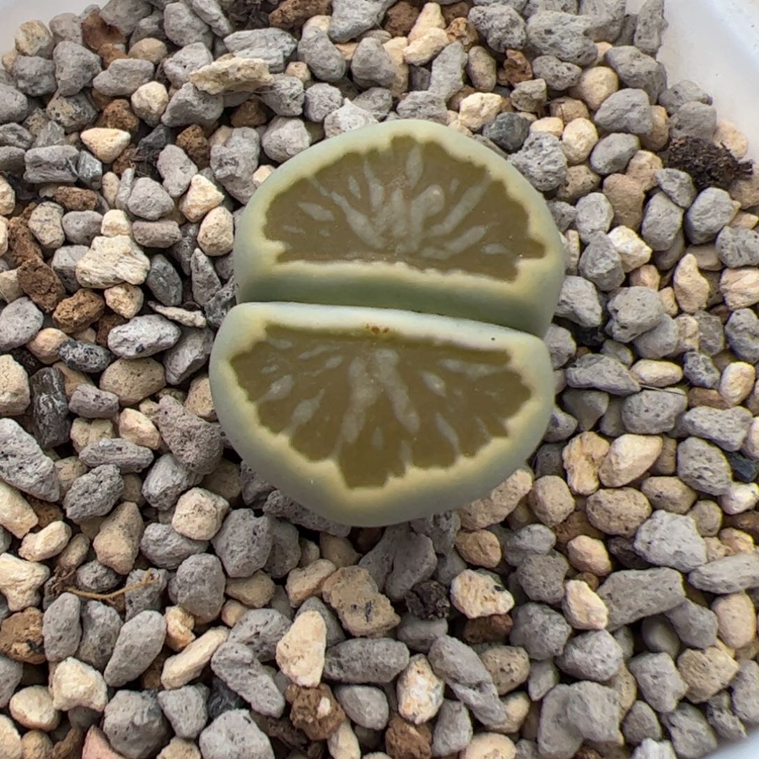 D****020号绿菊 多肉植物