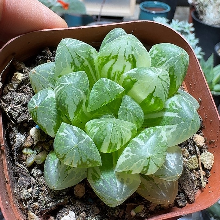 *****655苏州玉露锦脱土发货