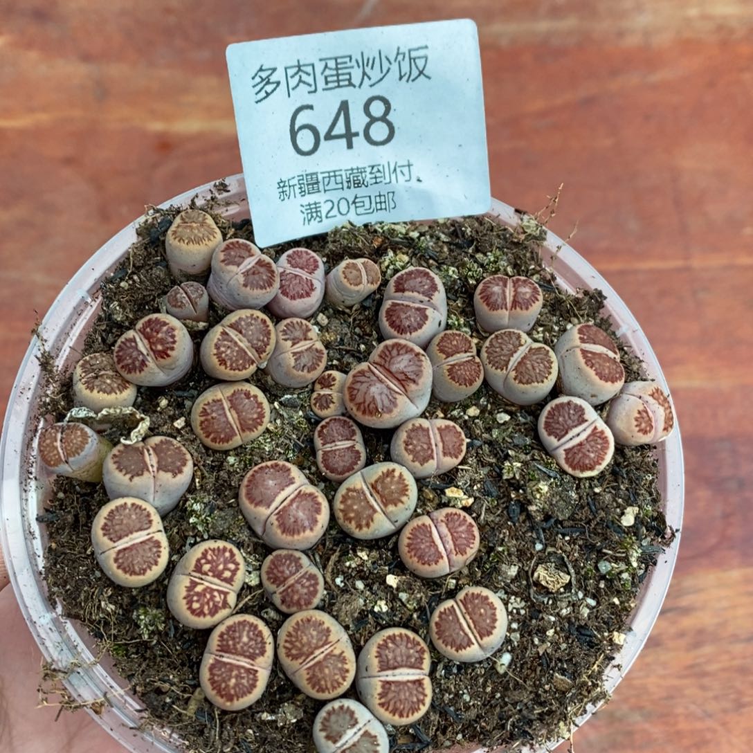 感谢您的光临，00648