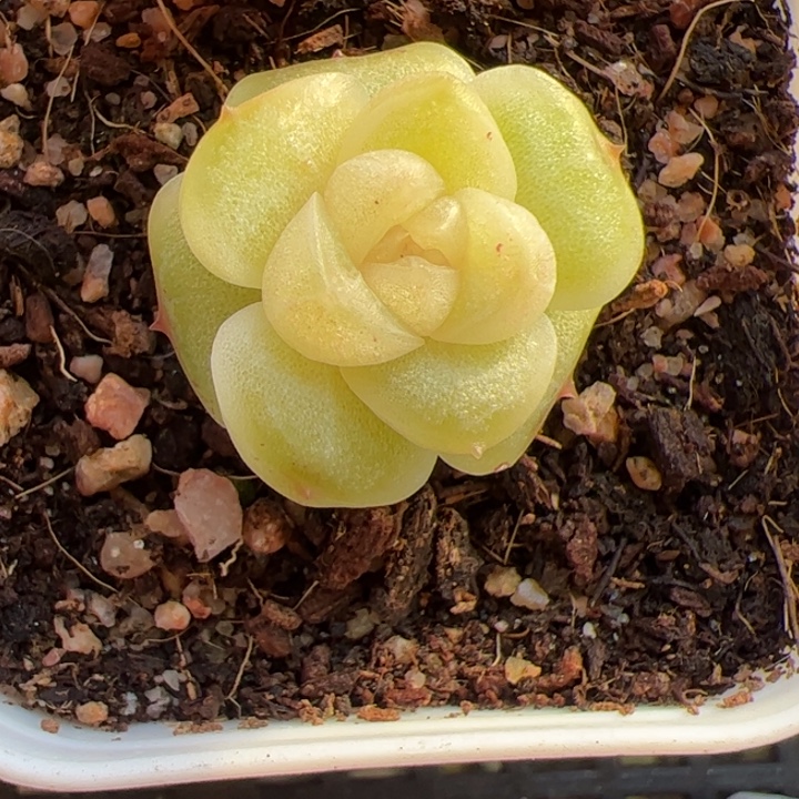 柚***啊to专拍链接啊阿啊阿