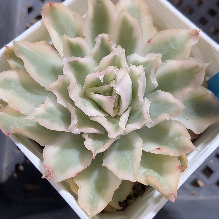 多肉植物紫蝴蝶锦a116