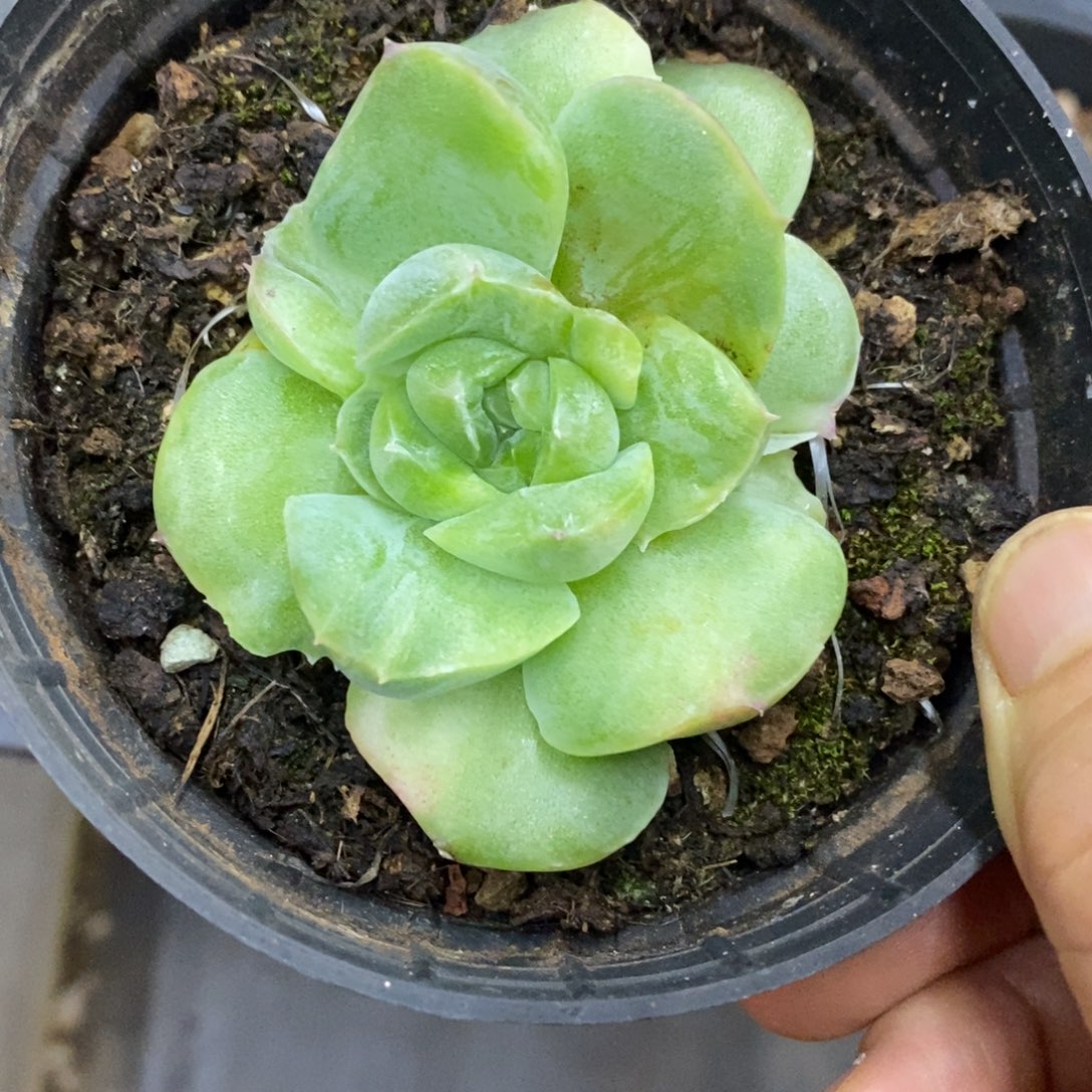 精品多肉一物一拍不包整121