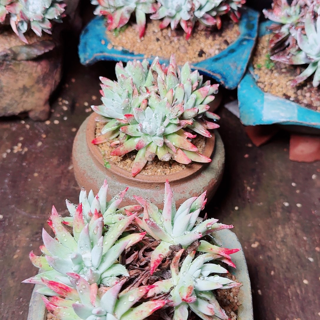 1228两颗仙女杯多肉