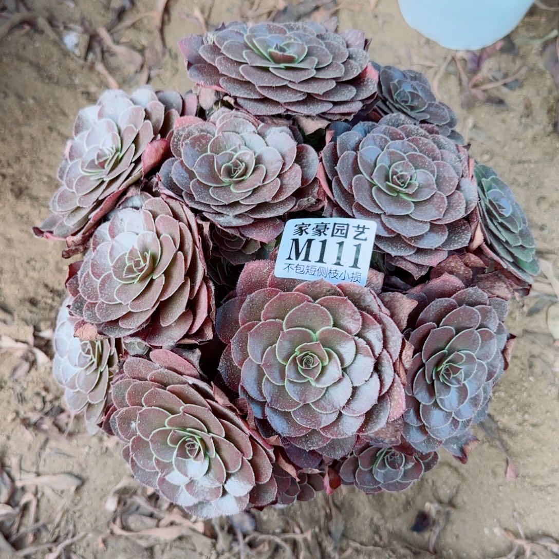 黑发师111冠幅25左右