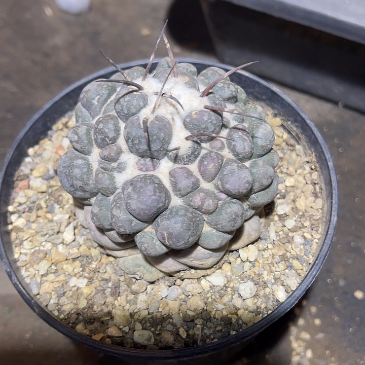 满38包邮2天凑单，脱土晾根发货多肉植物