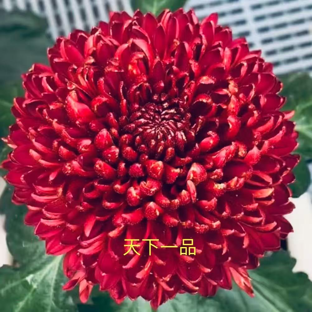 【天下一品】菊花盆栽菊花苗耐寒植物开花大菊花带花苞好养