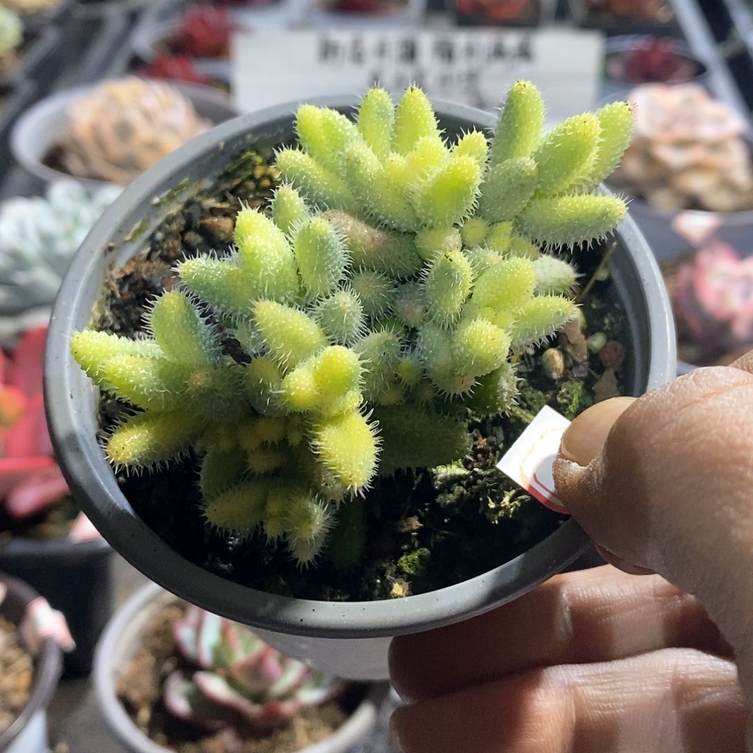 A881精美多肉雷神锦