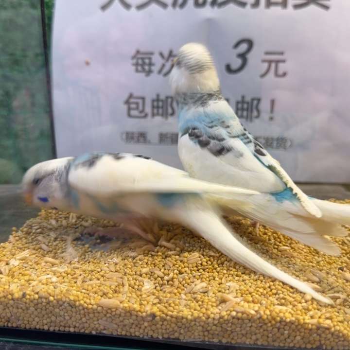 虎皮鹦鹉大头虎皮鹦鹉