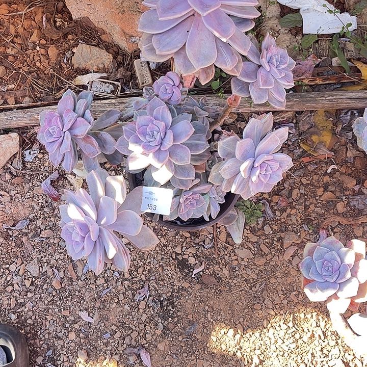 雨***荷紫乐石化锦，一物一拍