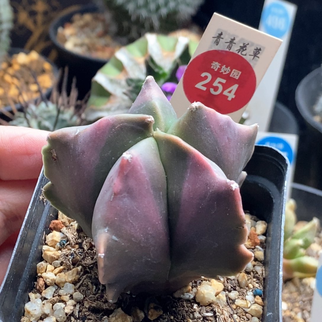 红体龟甲鸾凤玉一颗有斑