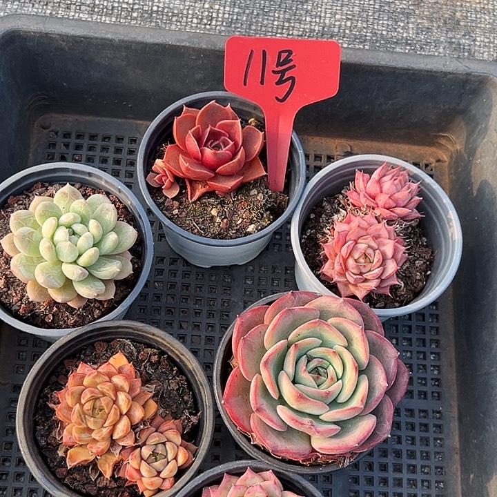 子***仪    十一号框    福利多多