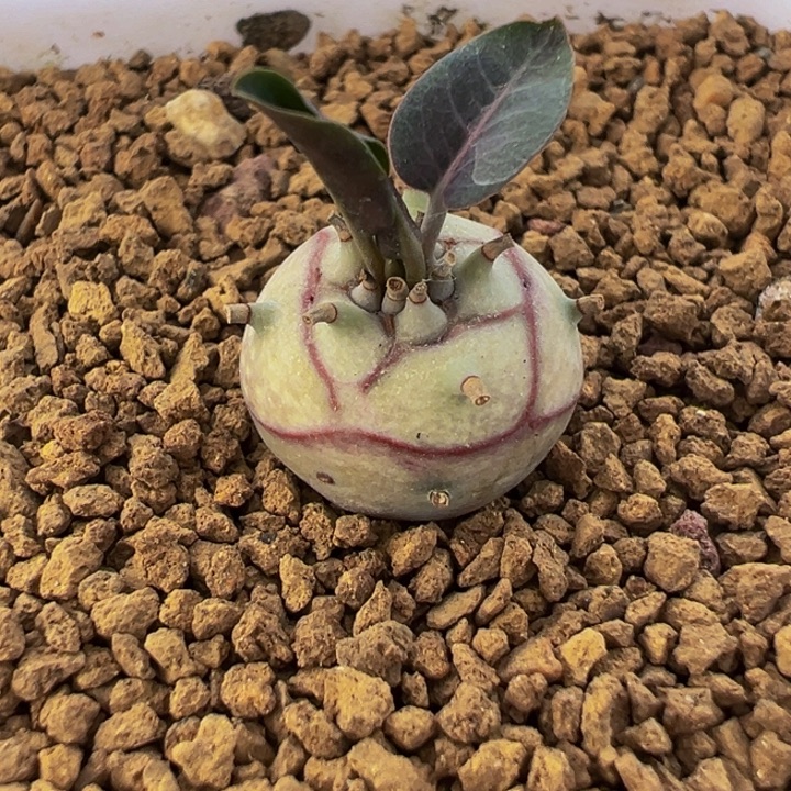 185多肉植物种类和