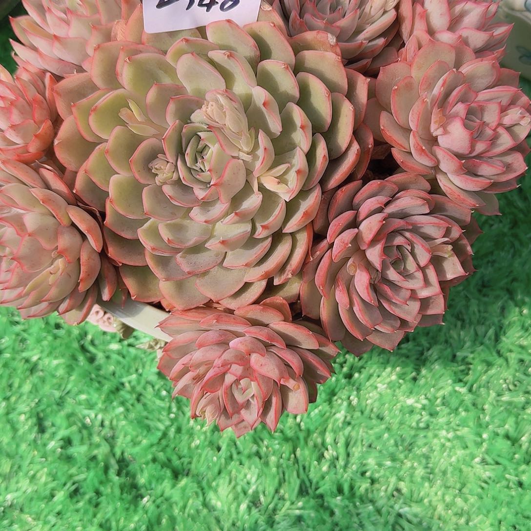 ?**?2340爱格利亚多肉