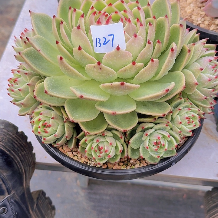 三***姐1327蓝龙多肉植物