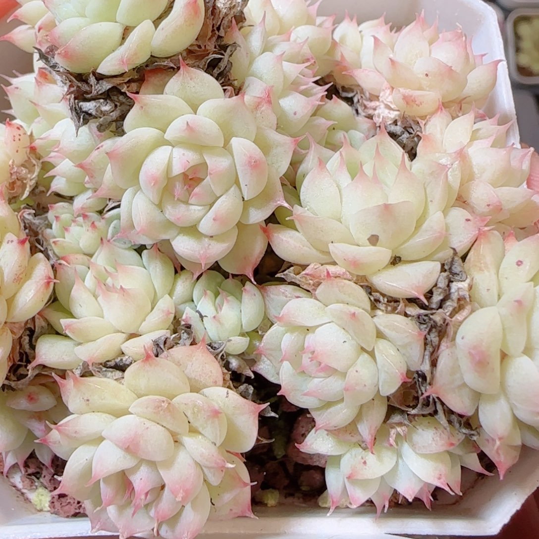 花语多肉1205-320开播福利散