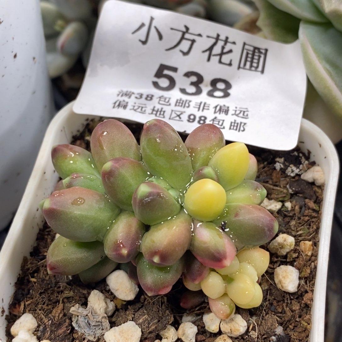 538千代田之松锦缀化