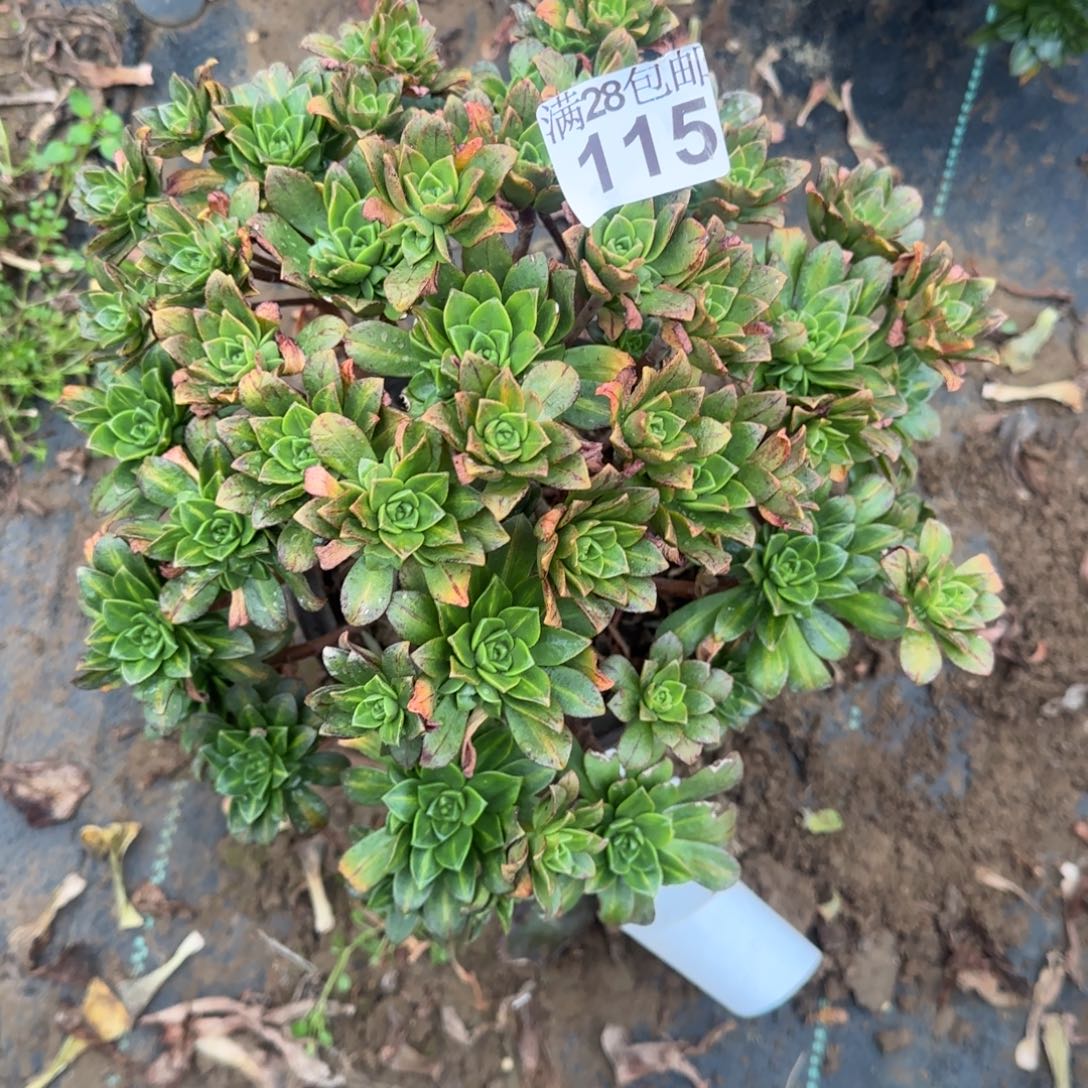 花茶多肉115满28包邮断枝不包