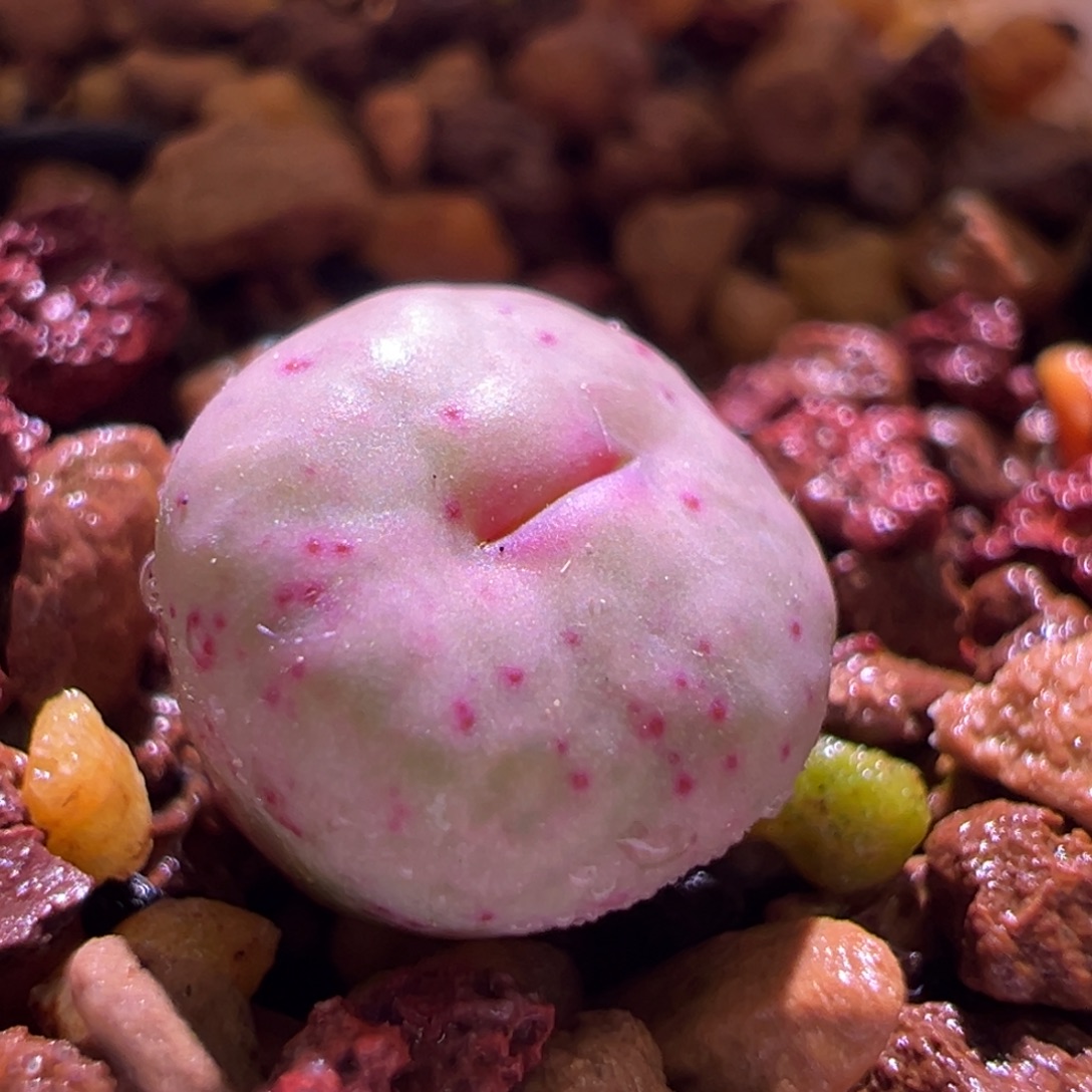 1249，嘴杂，肉锥植物