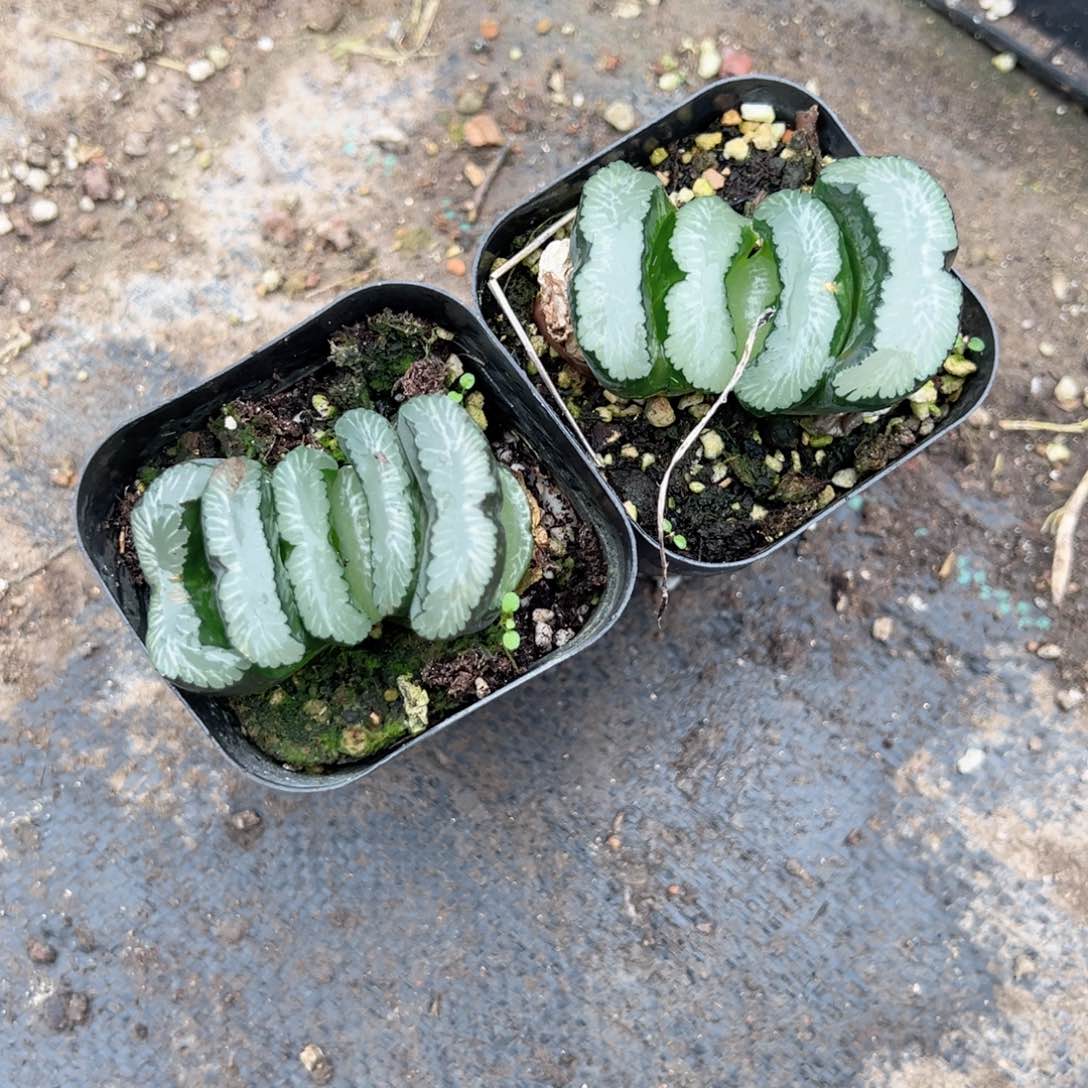 钻石玉扇多肉植物一颗