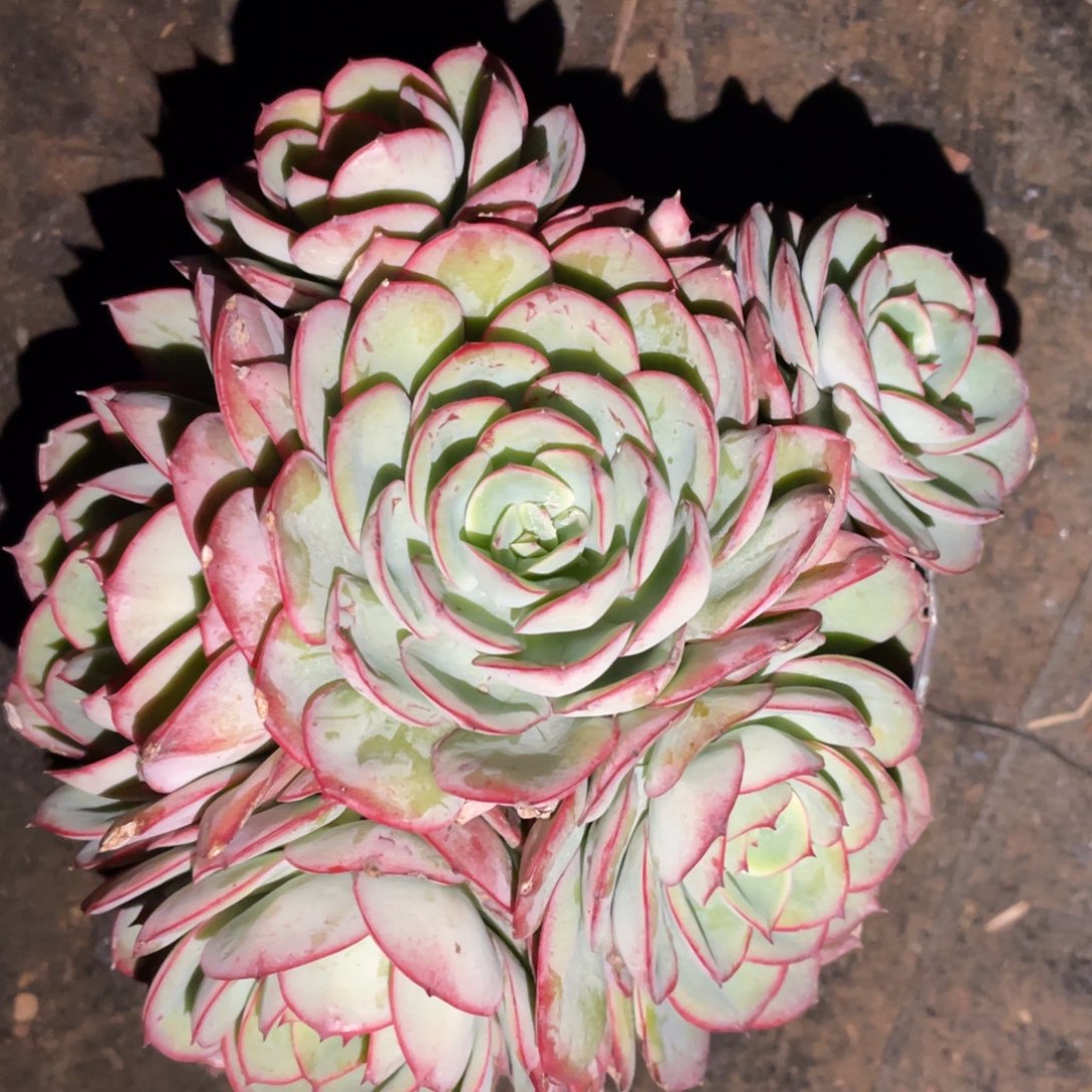 姜***芹多肉植物盆栽多肉