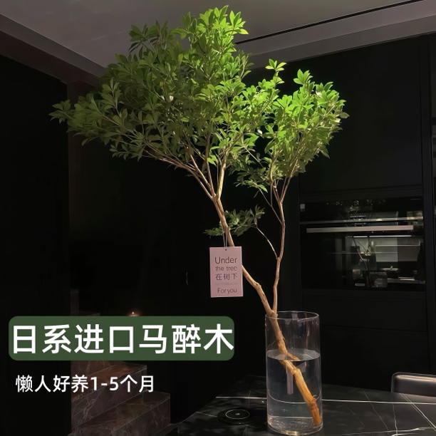 进口马醉木小众鲜花绿植室内水培懒人好养开店送礼乔迁客厅卧室商品图
