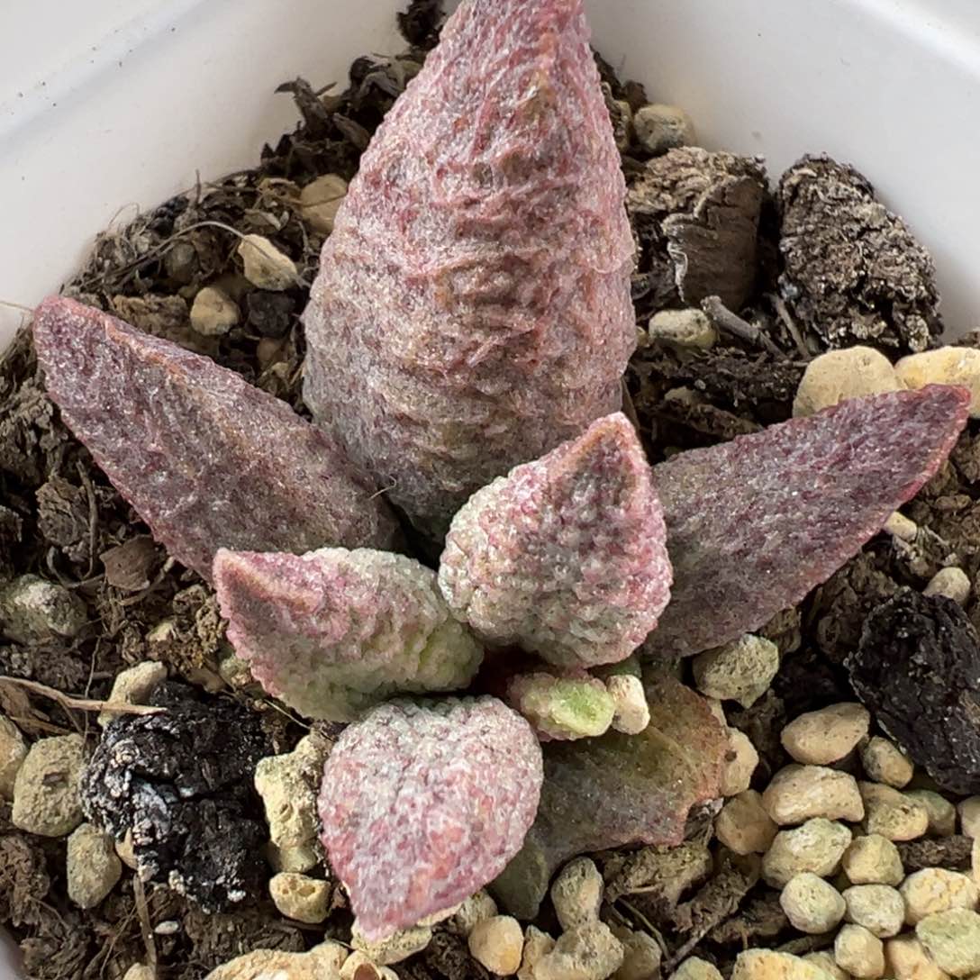 融化纹猪肝带倒刺多肉植物水泡