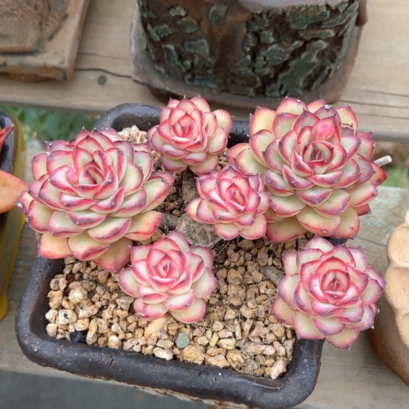 【闪购商品】灵隐群