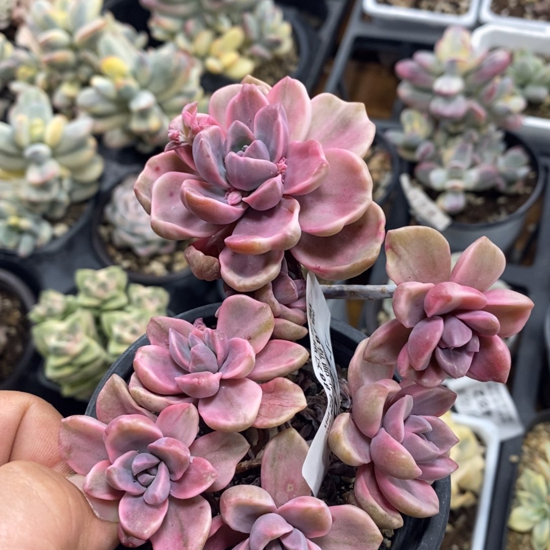 450彩虹糖锦小群生