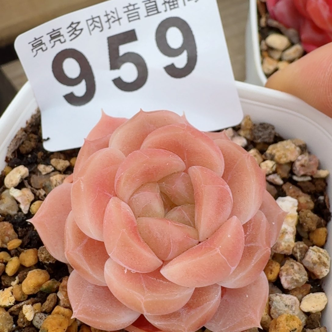 冰魄         精品多肉