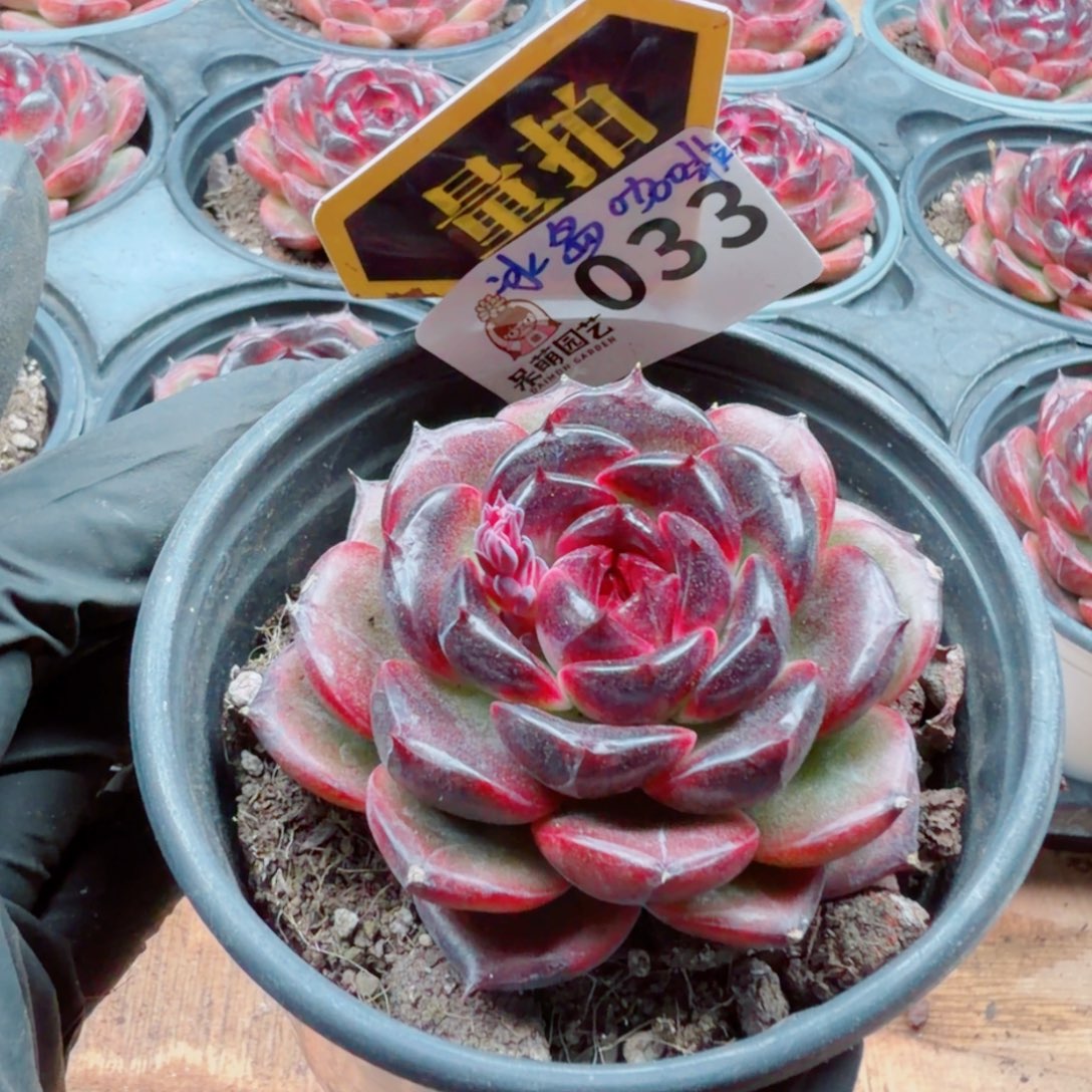 多肉植物多肉植物