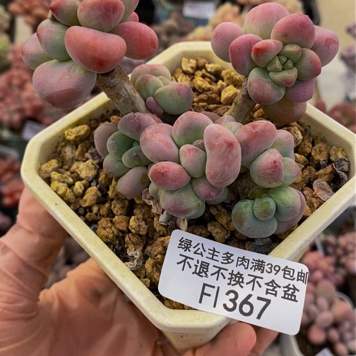 腰子洛神8cm367多肉植物