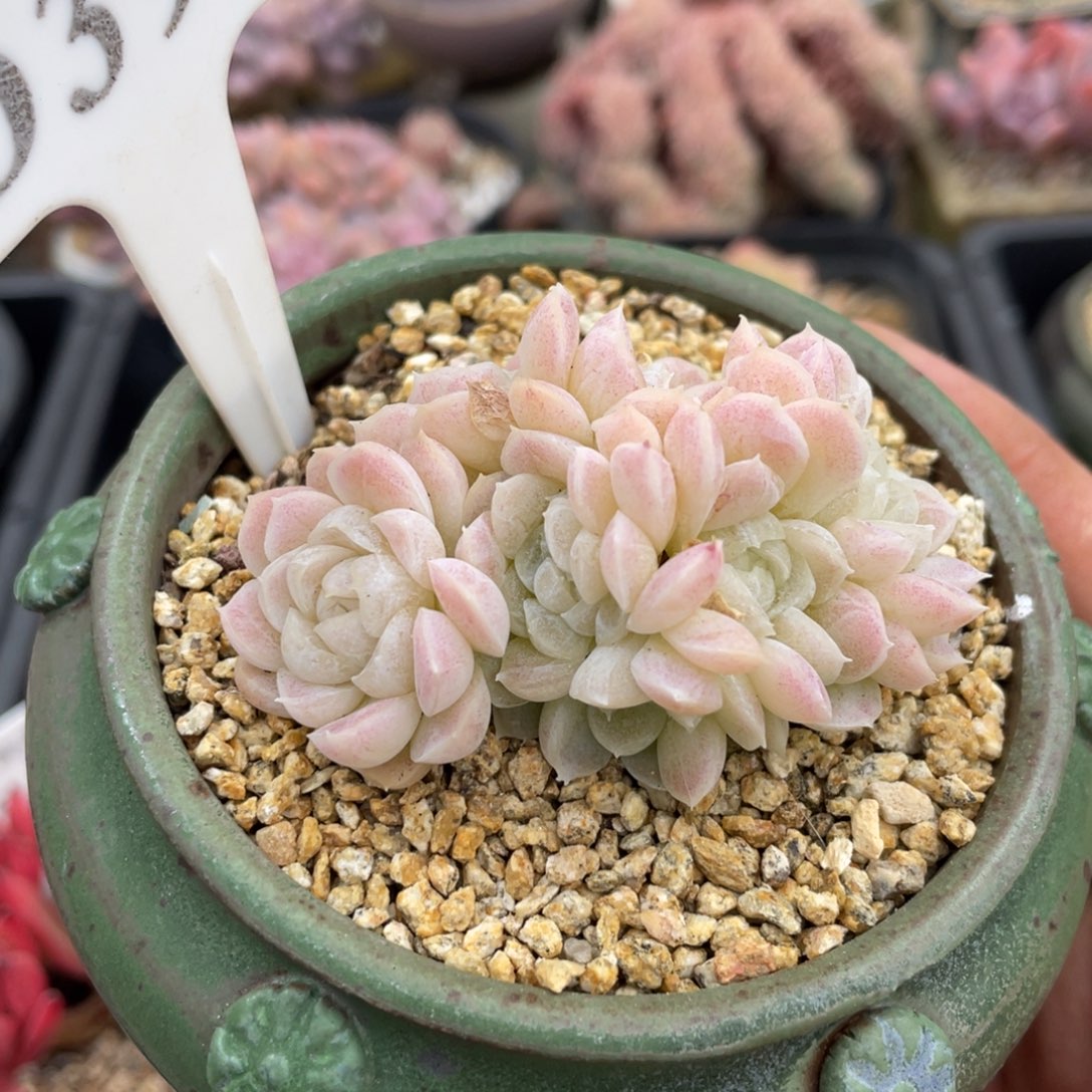 391白月影不带盆6厘米