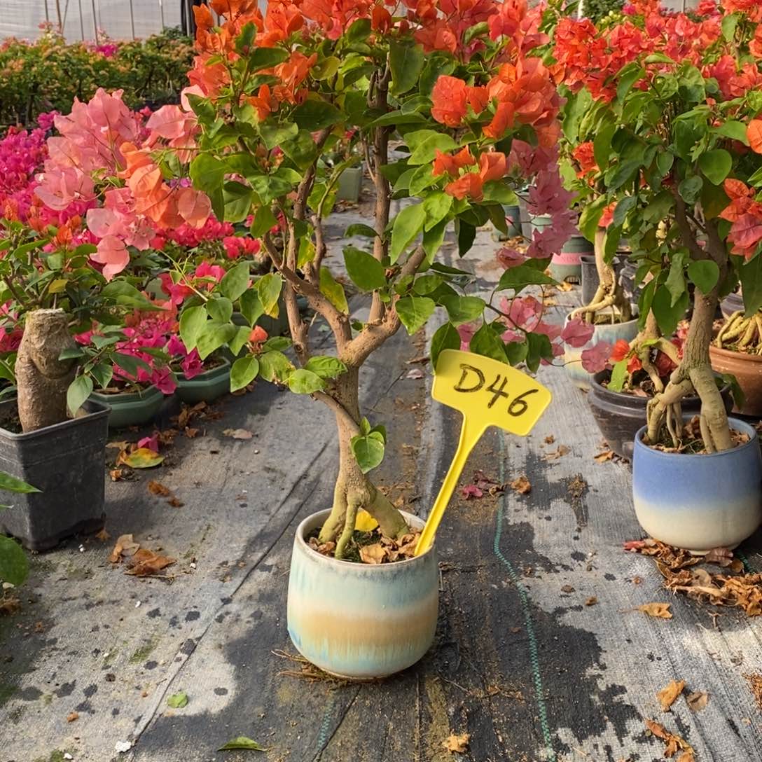 无花朵三角梅阿努娜D46