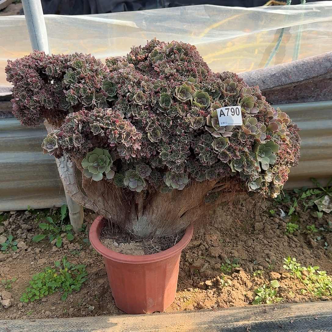 790玫瑰朵朵一颗呀呀