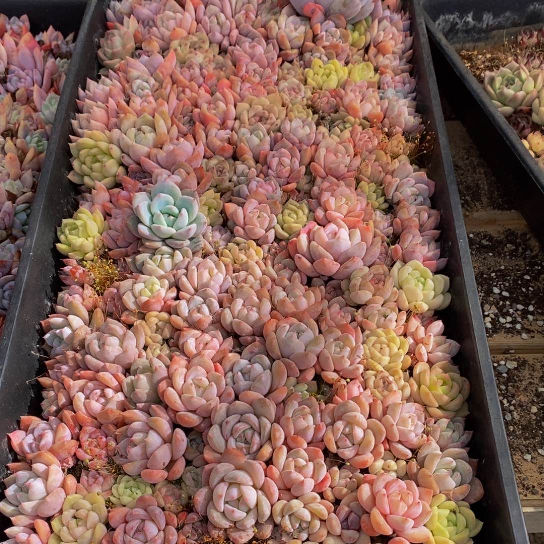 008多肉植物保护研究所所长助理