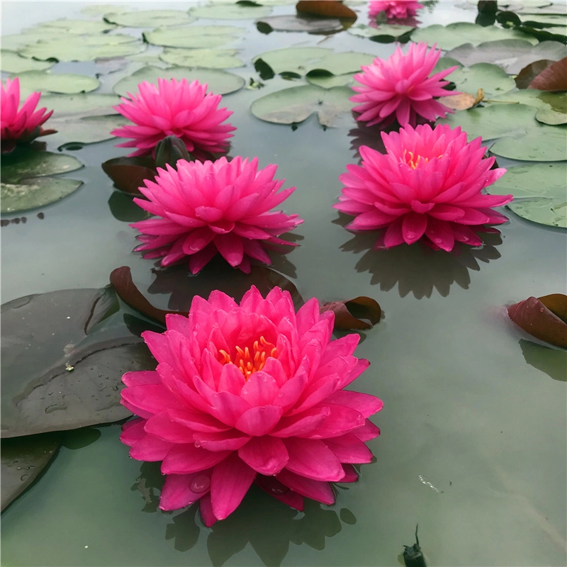 【鸽子血】大型耐寒睡莲苗红粉色多瓣大花睡莲水生植物室外庭院盆栽