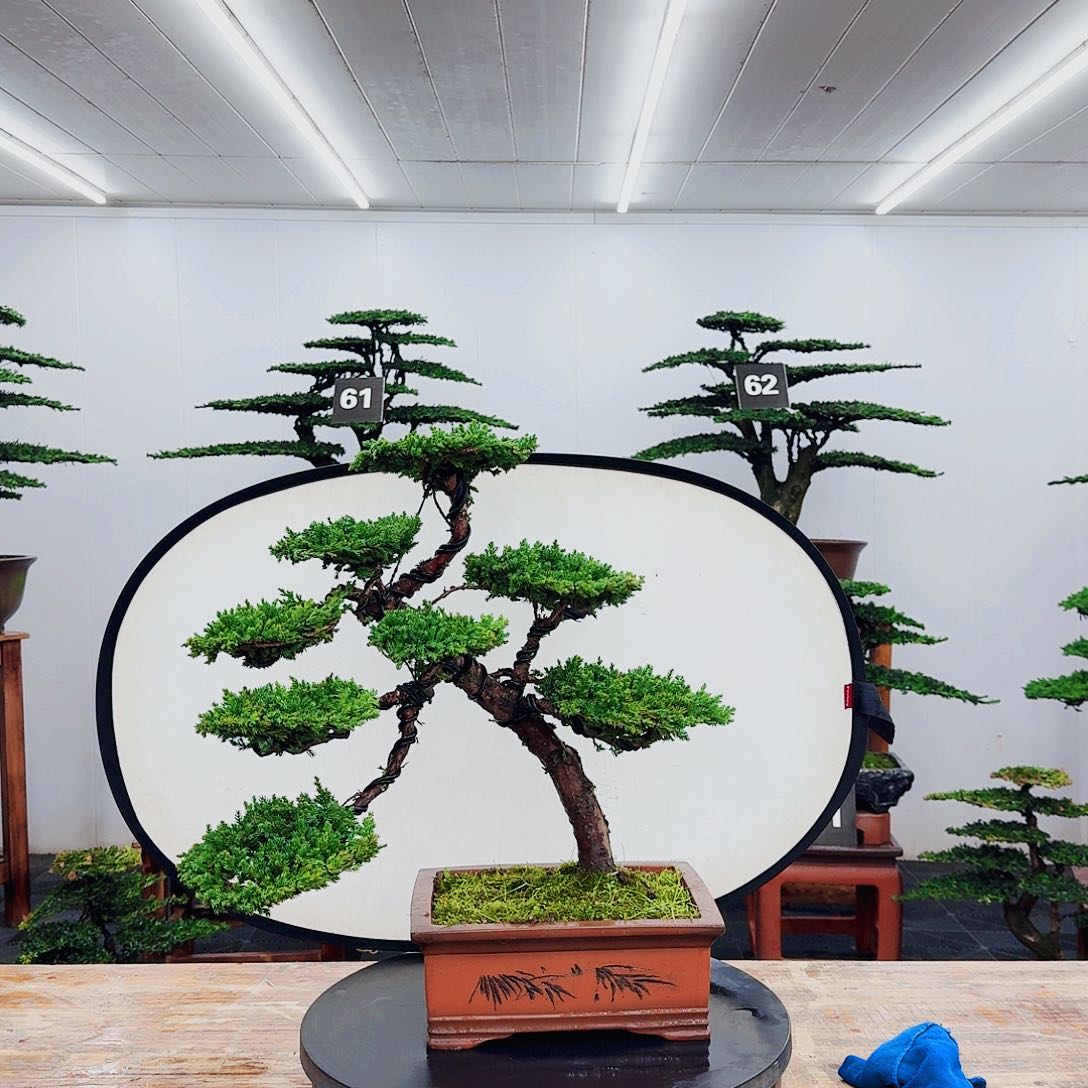 无花朵000000000000000